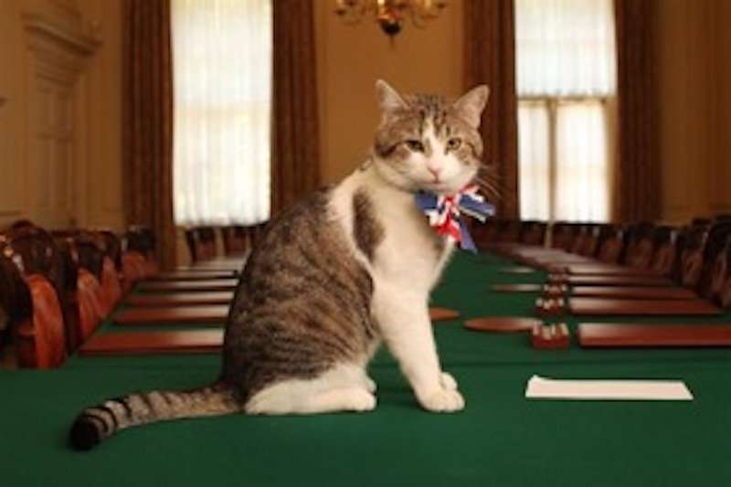 Chef Mouser Larry