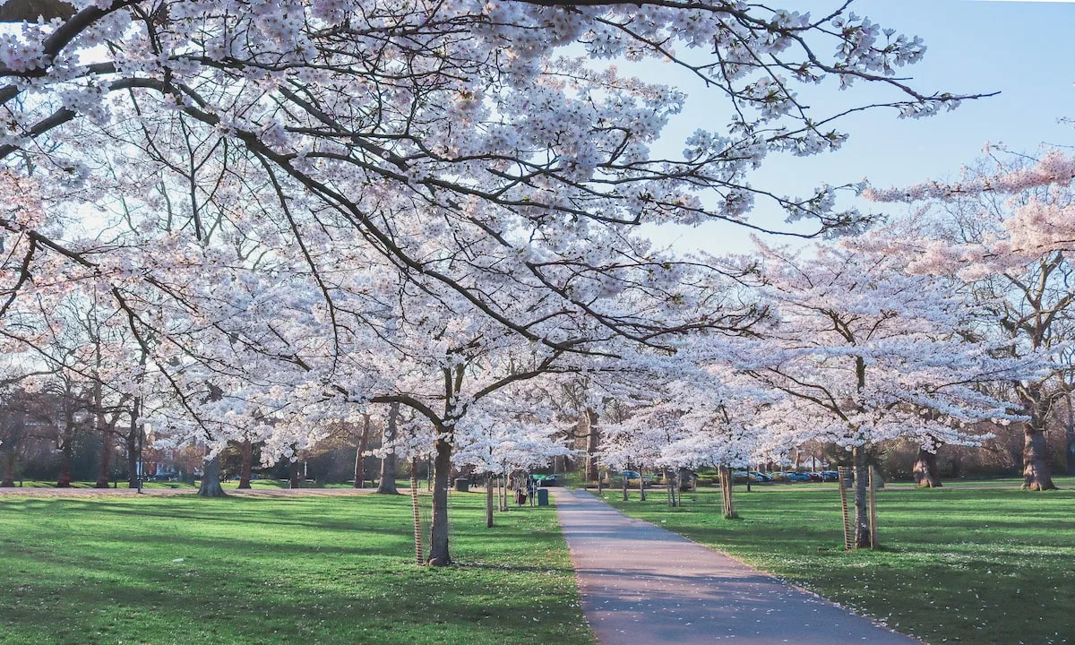 巴特西公園櫻花